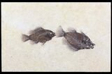 Two Cockerellites (Priscacara) Fossil Fish - Wyoming #78631-1